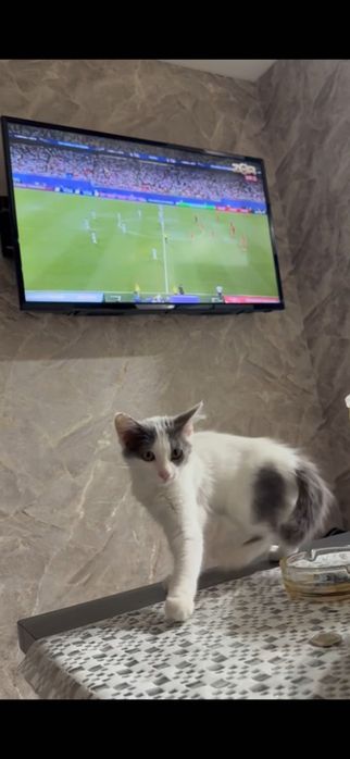 Котята домашние маленькие