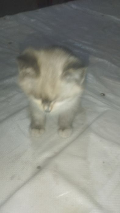 Парода кошка регдолл