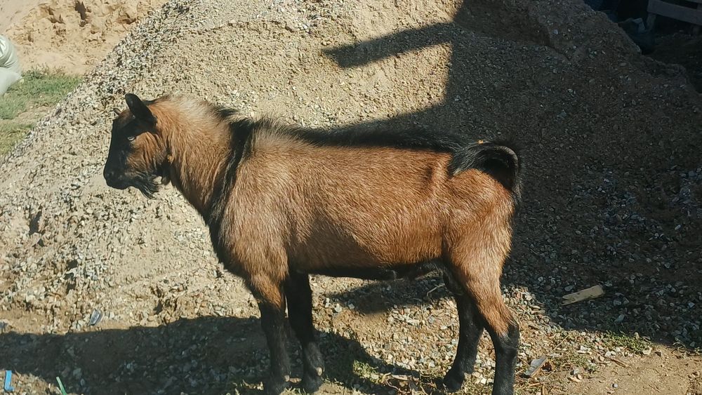 Көкпарға теке сатамын