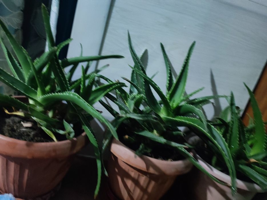 Алоэ (обычный) большие и маленькие