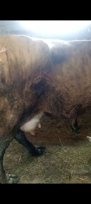 Бузаулы сутты сиырлар