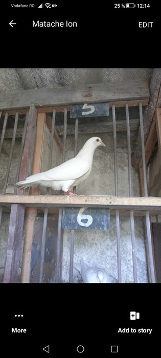 Voiajori albi.Pui de anul acesta.