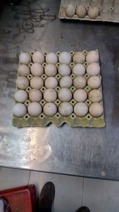 Продавам оплодени яйца от пекински неми патици.
