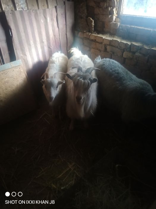 Продам козы Ешки