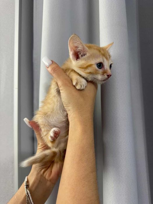 Продажа Сфинксов