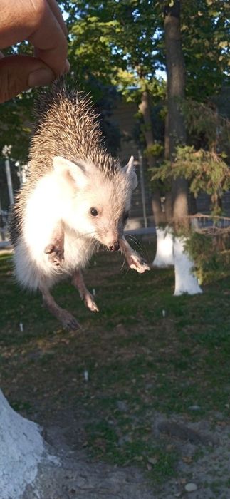 Veterinariya xizmati 24/7