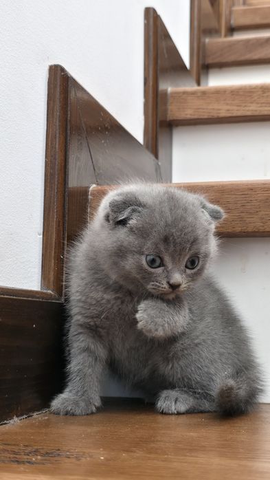 Scottish fold blue