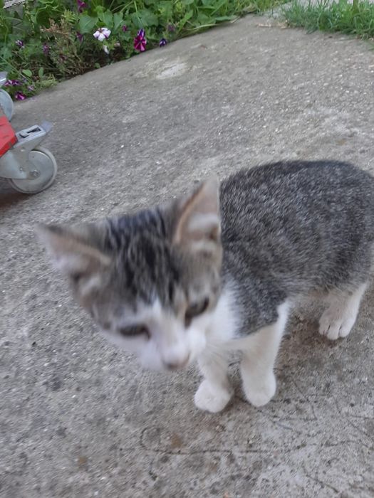 3 pisoi 3 luni Saftica pentru adoptie