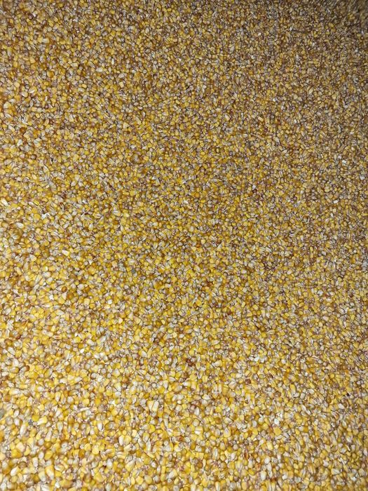 Porumb boabe campania 2025