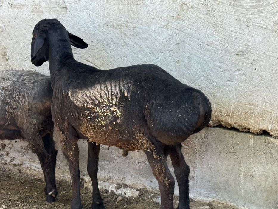 Кошкар сатылады семіз