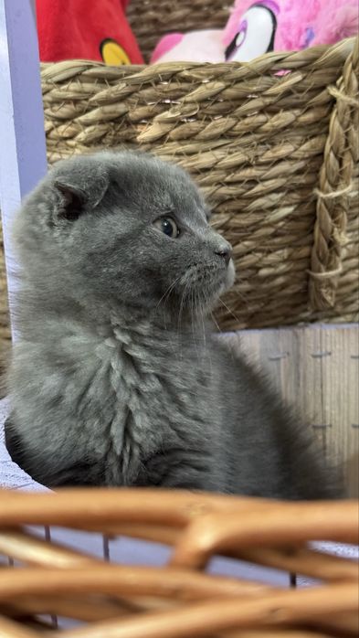 Скотиш фолд мушукча