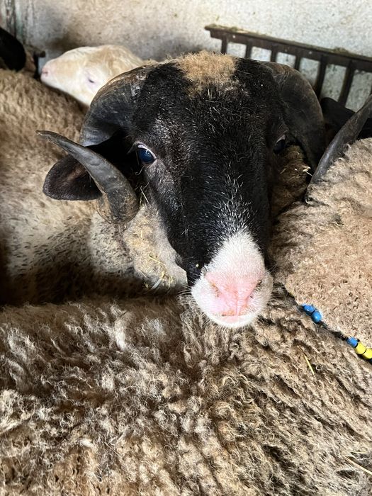 Овен два броя едногодишни