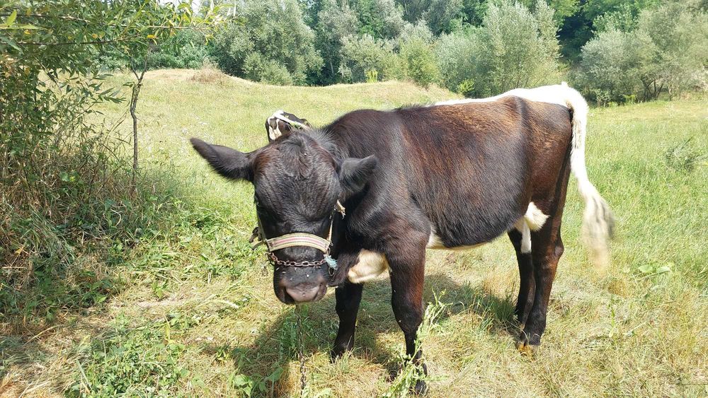 Vand vitica angus
