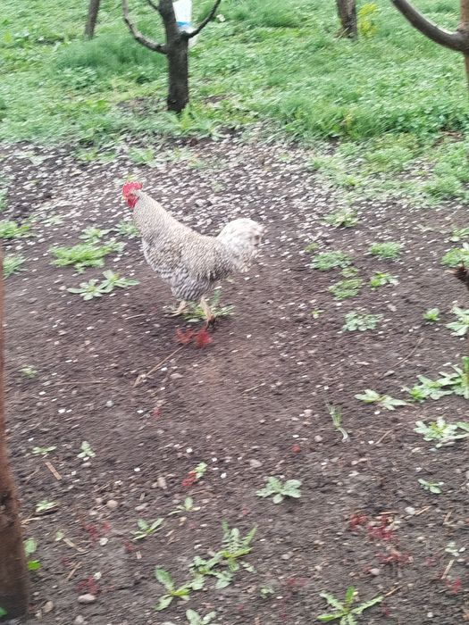 Продам молодых петухов