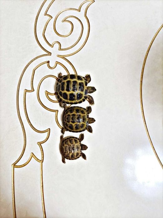 Toshbaqa sotiladi!(Продается черепашки!)