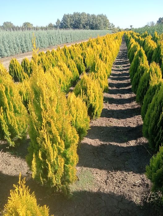 Planta Rilaindi plantat