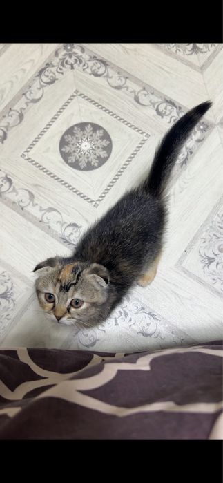 Отдам даром котят