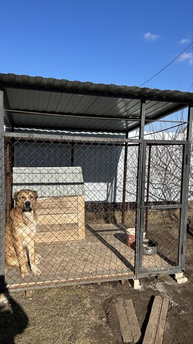 Проадм Алабая