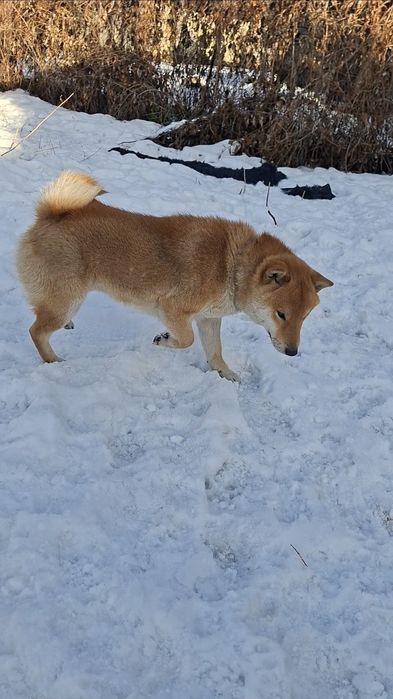 Продам Племенной Сиба-ину мальчик