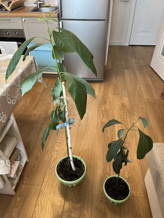 декабрист, кактусы, алое, авокадо, курма