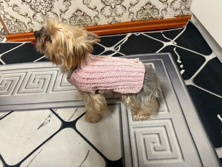 Продам Собачку Йоркширский терьер