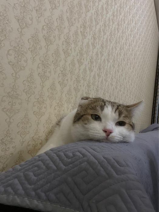 Котик в добрые руки