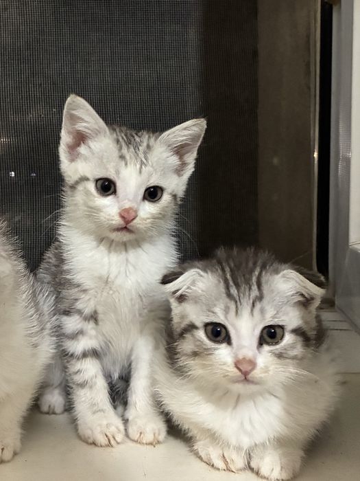 Продаются котенки шотландские