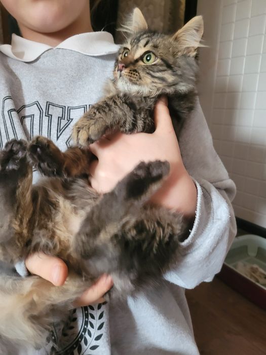 В добрые руки котенка