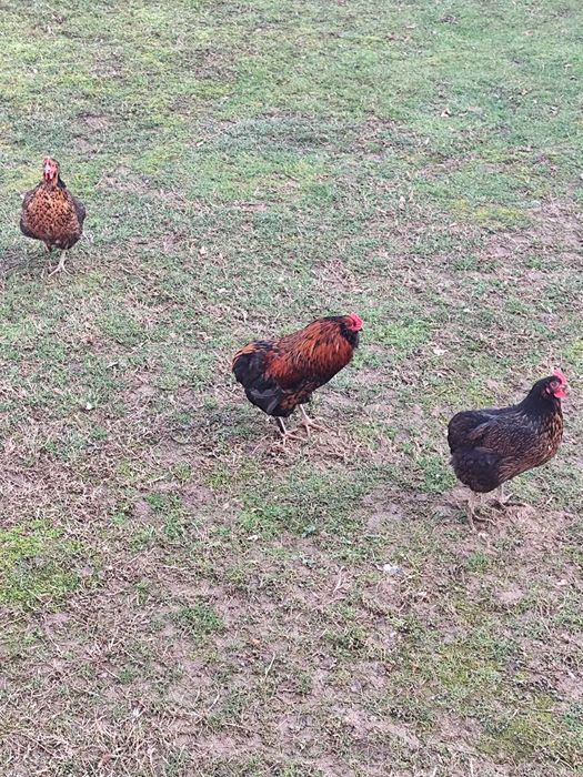 Ouă de incubație Auracana