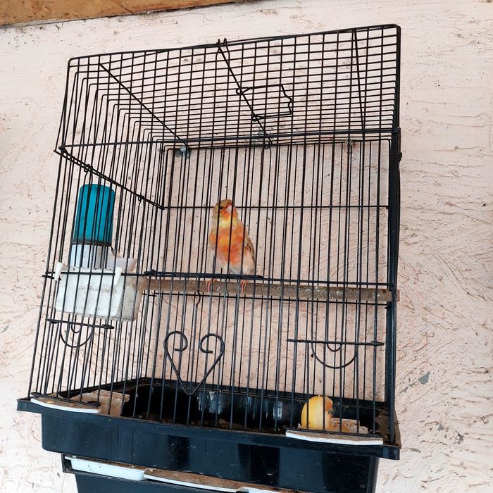 Прадётся канарейка самец