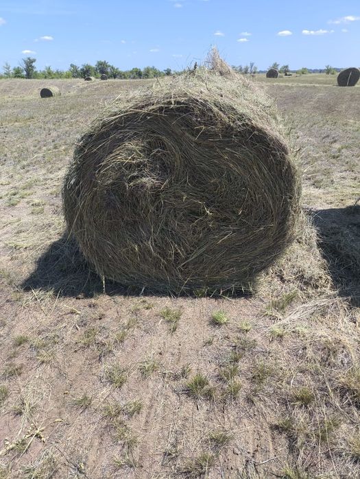 Продам сено в рулонах