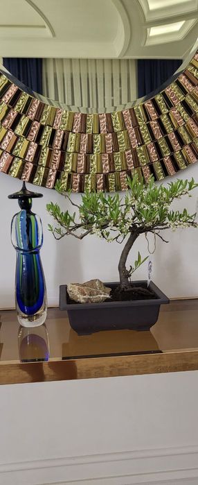 Живой Бонсай из можжевельника.