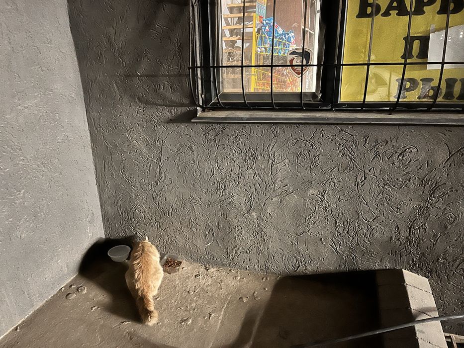 Очень ласковый котик в добрые руки