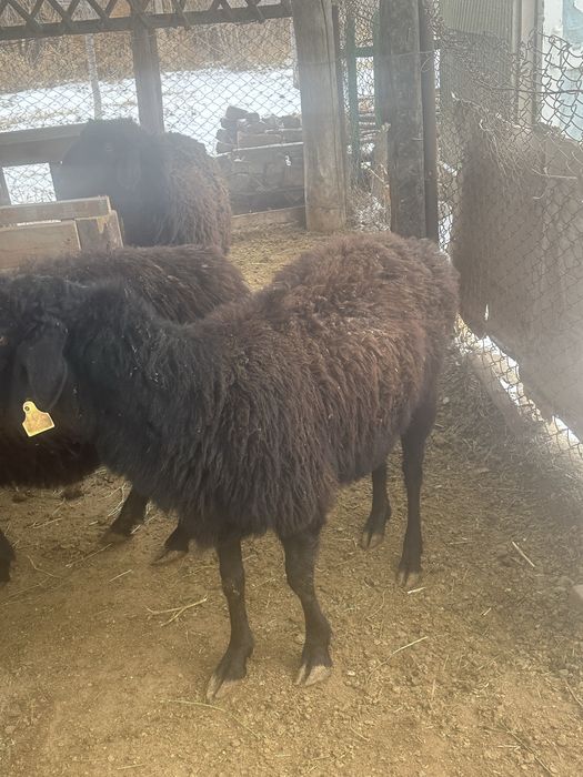 5 ірі қой сатылады