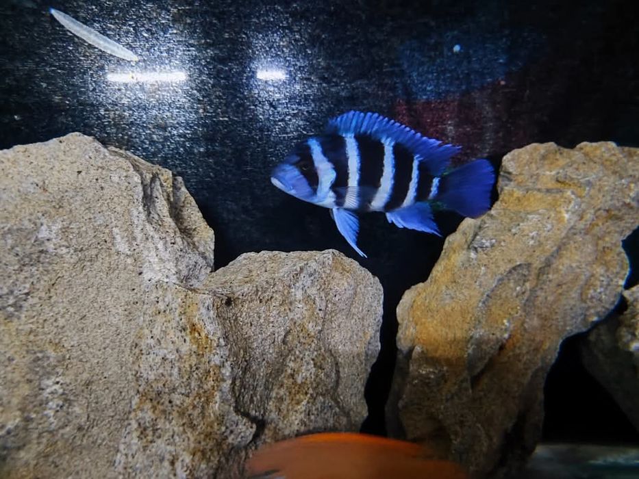 Gibberosa Blue Zair Frantoza Moba f1