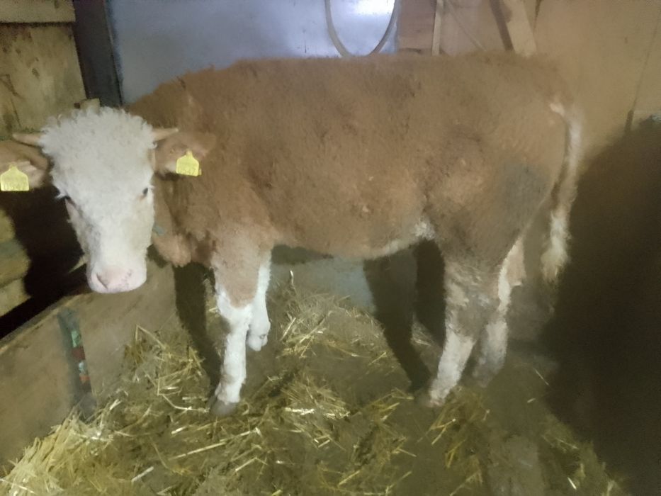 Vitele BR linie carne