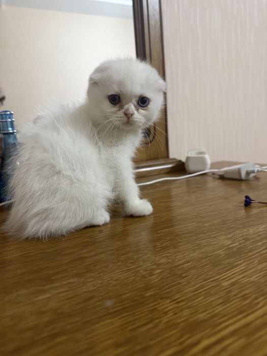 Продаю котят фолд