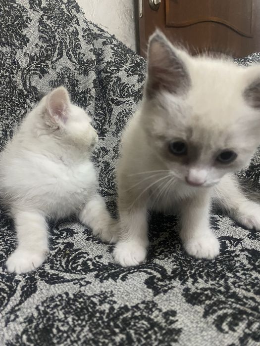 Отдам котенка в хорошие руки