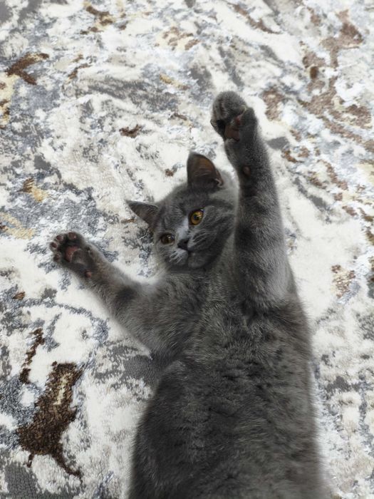 Skotish strayt 4 oylik ayol sotiladi. Latok biladi. Narsalari bilan