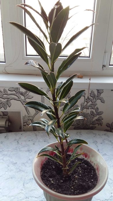 Красивые комнатные цветы