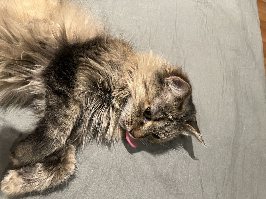 Кошка кошечка ласковая