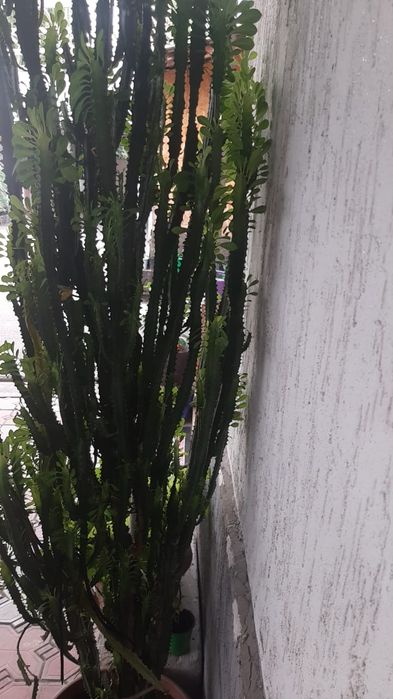 Декоративные цветы