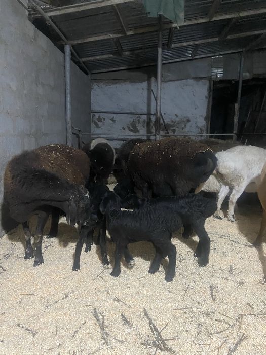 Она бола куйлар сотилади