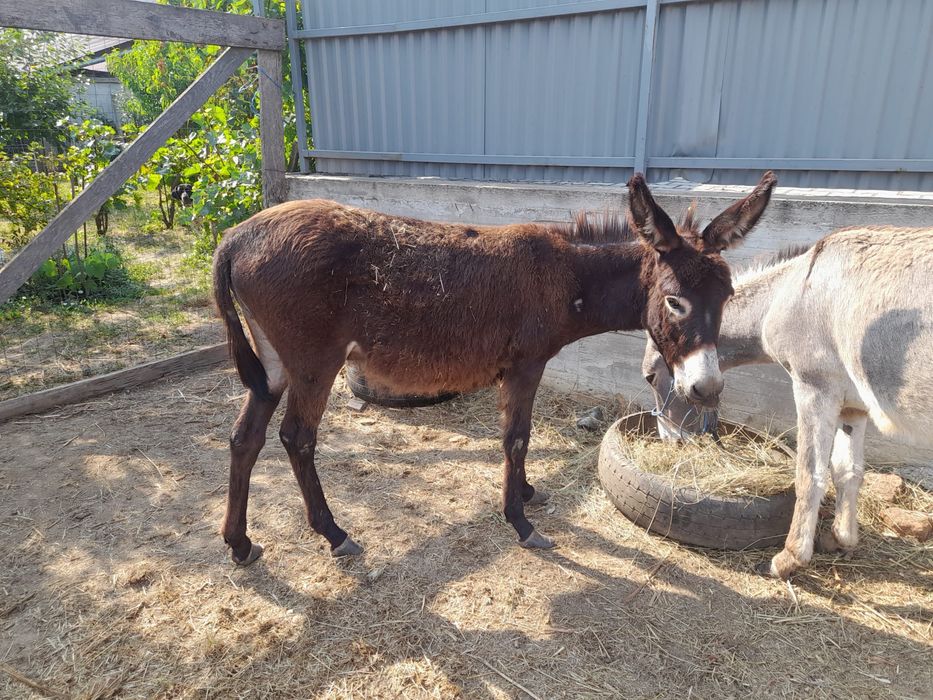 Doua Magarite disponibile / măgărițe