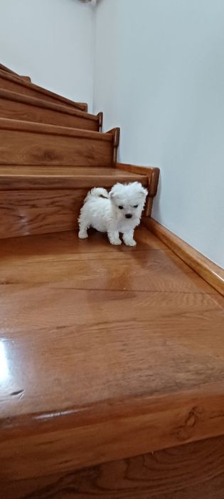 Bichon maltesse/ maltez talie mică