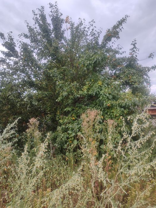 ЯБЛОНЬКА Есть торг продам дачу