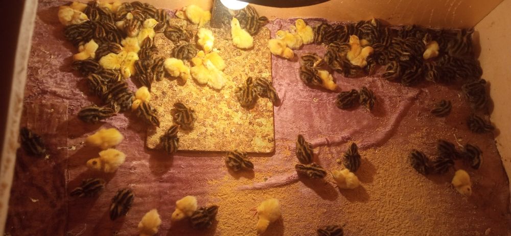 Бедана японманжур ва белый гигант бир кунлик жожалар