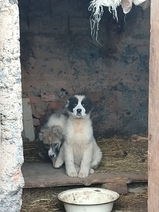 3 айдан асқан күшік сатылады
