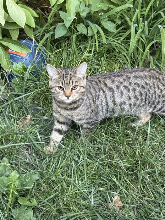 Котенок в добрые руки