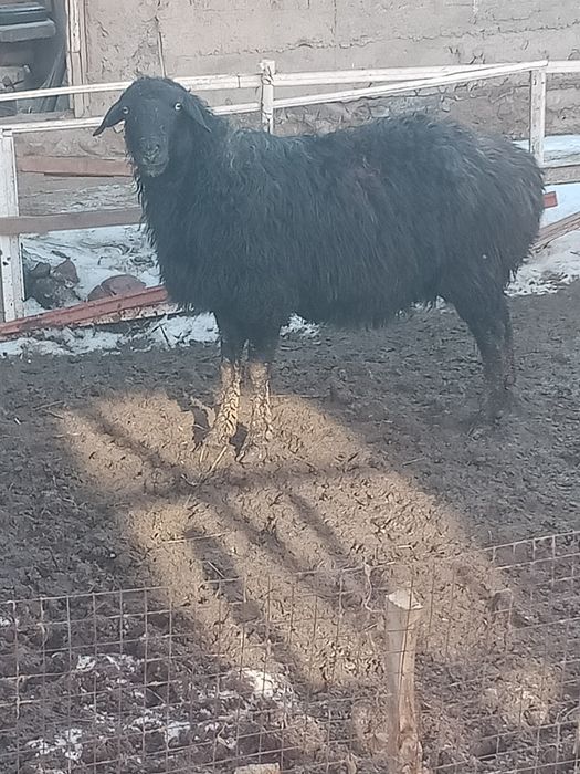 Семиз койлар сатылады бордакы
